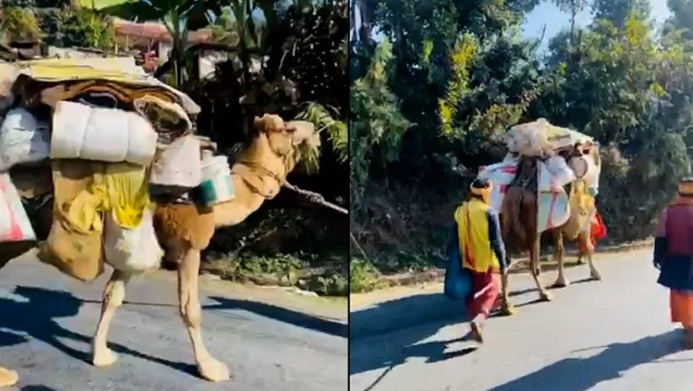 मुस्ताङ लैजान लागिएको ऊँटलाई उद्धार गरी भारत फिर्ता पठाइँदै