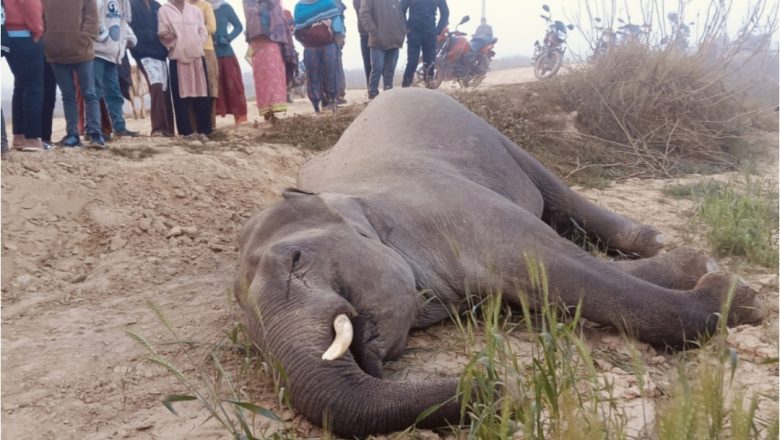 कञ्चनपुरमा वयस्क जङ्गली हात्ती मृत फेला