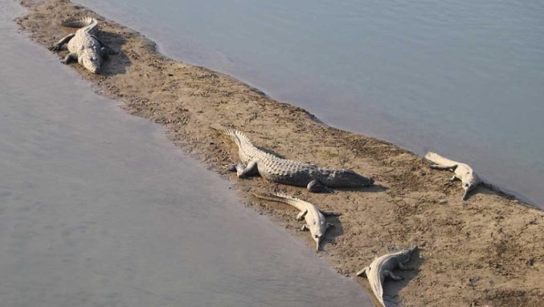 राप्ती नदीमा १३३ गोही छाडियो