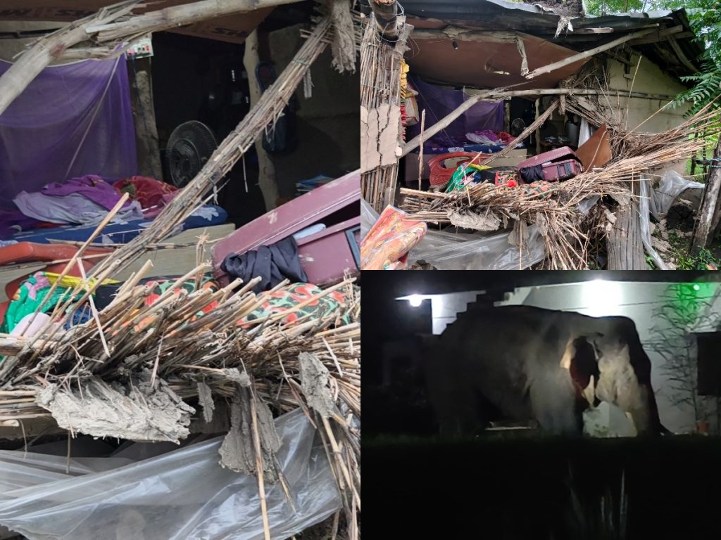 बेलडाँडीमा हात्तीको आतंक संगै त्रास : हात्तीले घर भत्कायो २ बच्चा सहित भागेर जोगिइन एक महिला