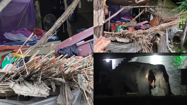 बेलडाँडीमा हात्तीको आतंक संगै त्रास : हात्तीले घर भत्कायो २ बच्चा सहित भागेर जोगिइन एक महिला